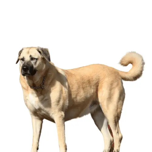Aksaray Malaklisi Dog Breed