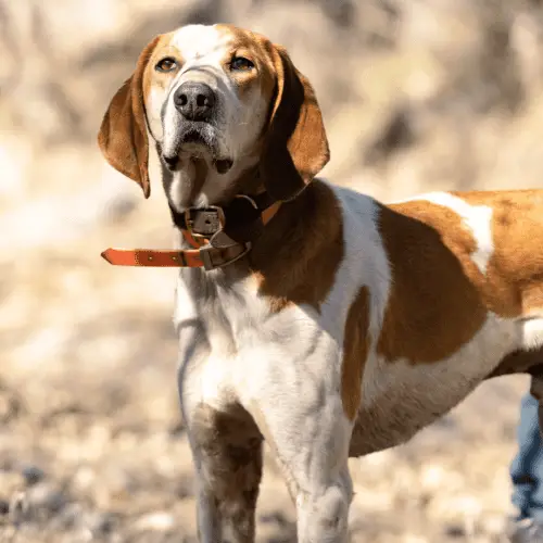 American English Coonhound Dog Breed