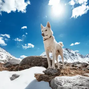 American Eskimo Dog Breed