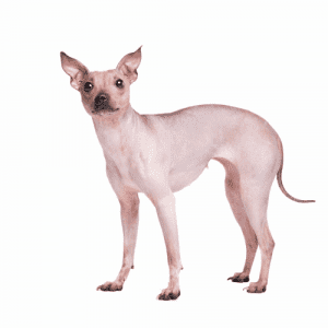 American Hairless Terrier Dog Breed