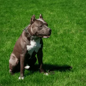 American Pit Bull Terrier Dog Breed
