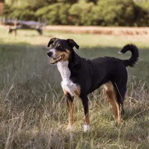 Appenzeller Sennenhund Dog Breed