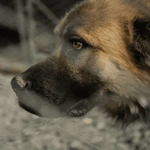 Armenian Gampr Dog Breed