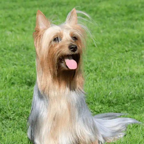 Australian Silky Terrier Dog Breed