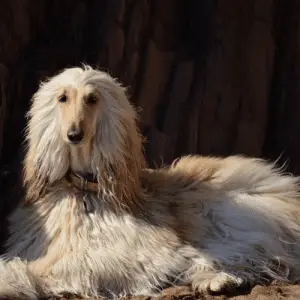 Bakhmull an aboriginal afghan hound.