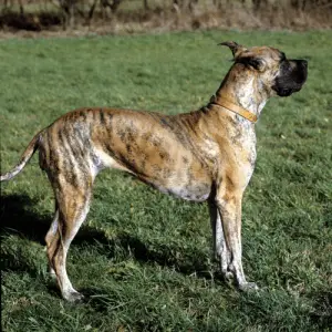 Bullenbeisser aka extinct German Bulldog