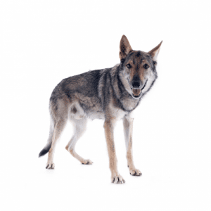 Czechoslovakian Wolfdog aka Czechoslovakian Vlcak