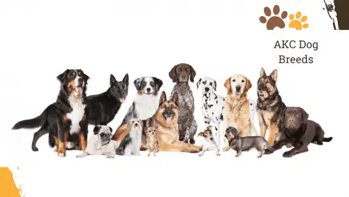 Dog Breed Archive - AKC Dog Breeds