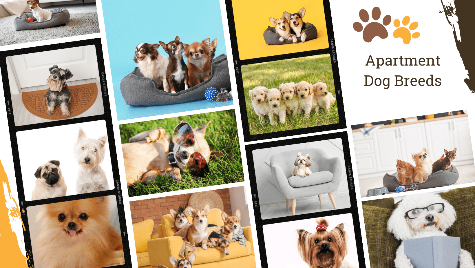 Dog Breed Archive - Best Dog Breeds for Apartments
