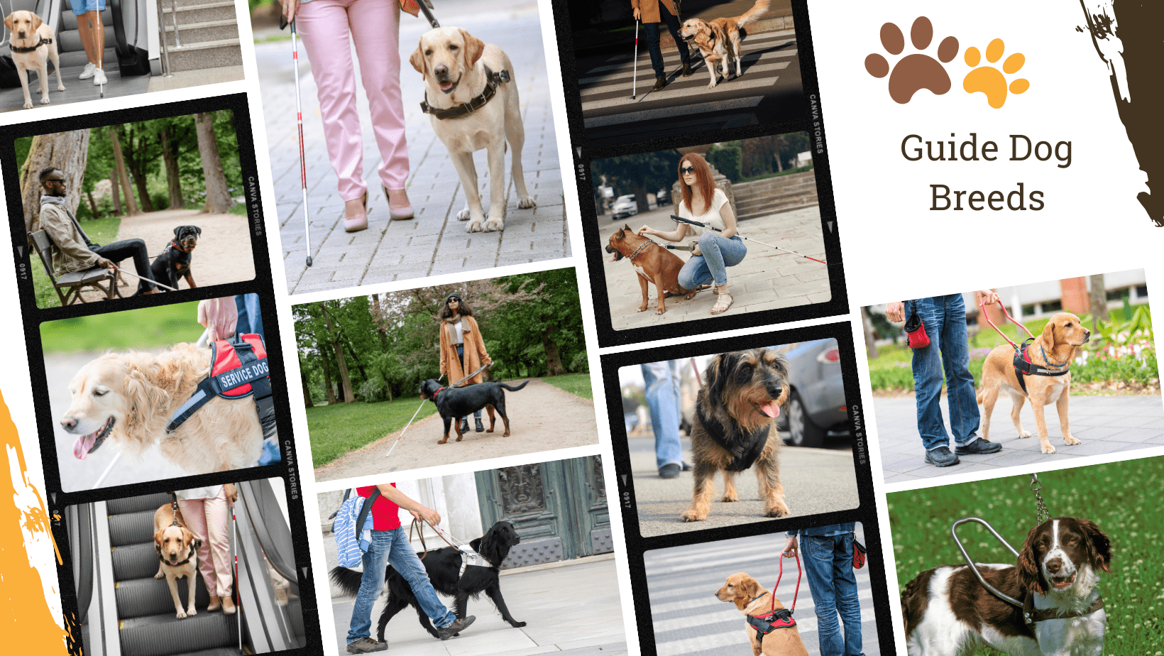 Dog Breed Archive Guide Dog Breeds
