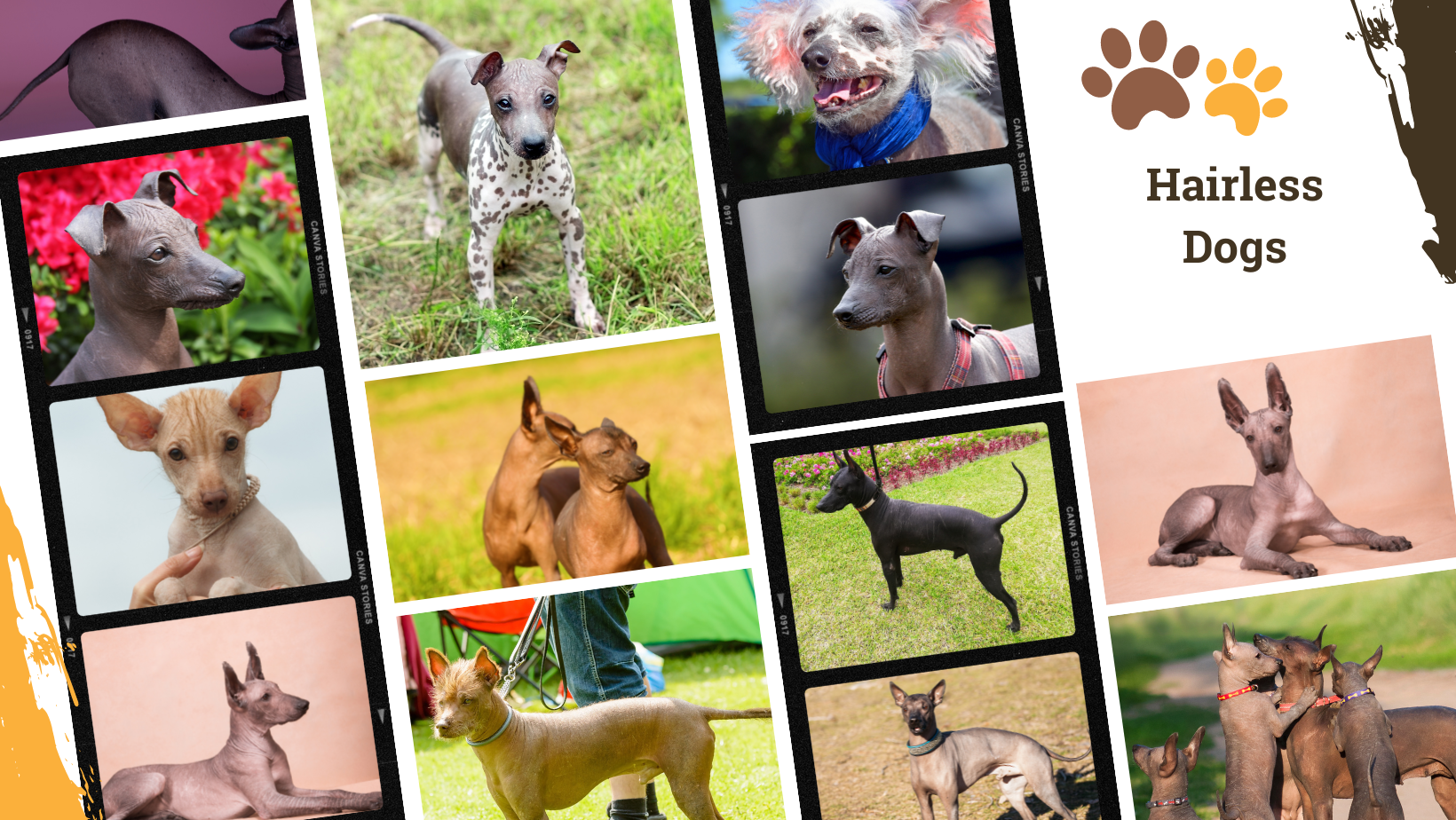 Dog Breed Archive Hairless Dog Breeds