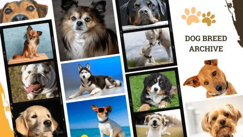 Dog Breed Archive Header