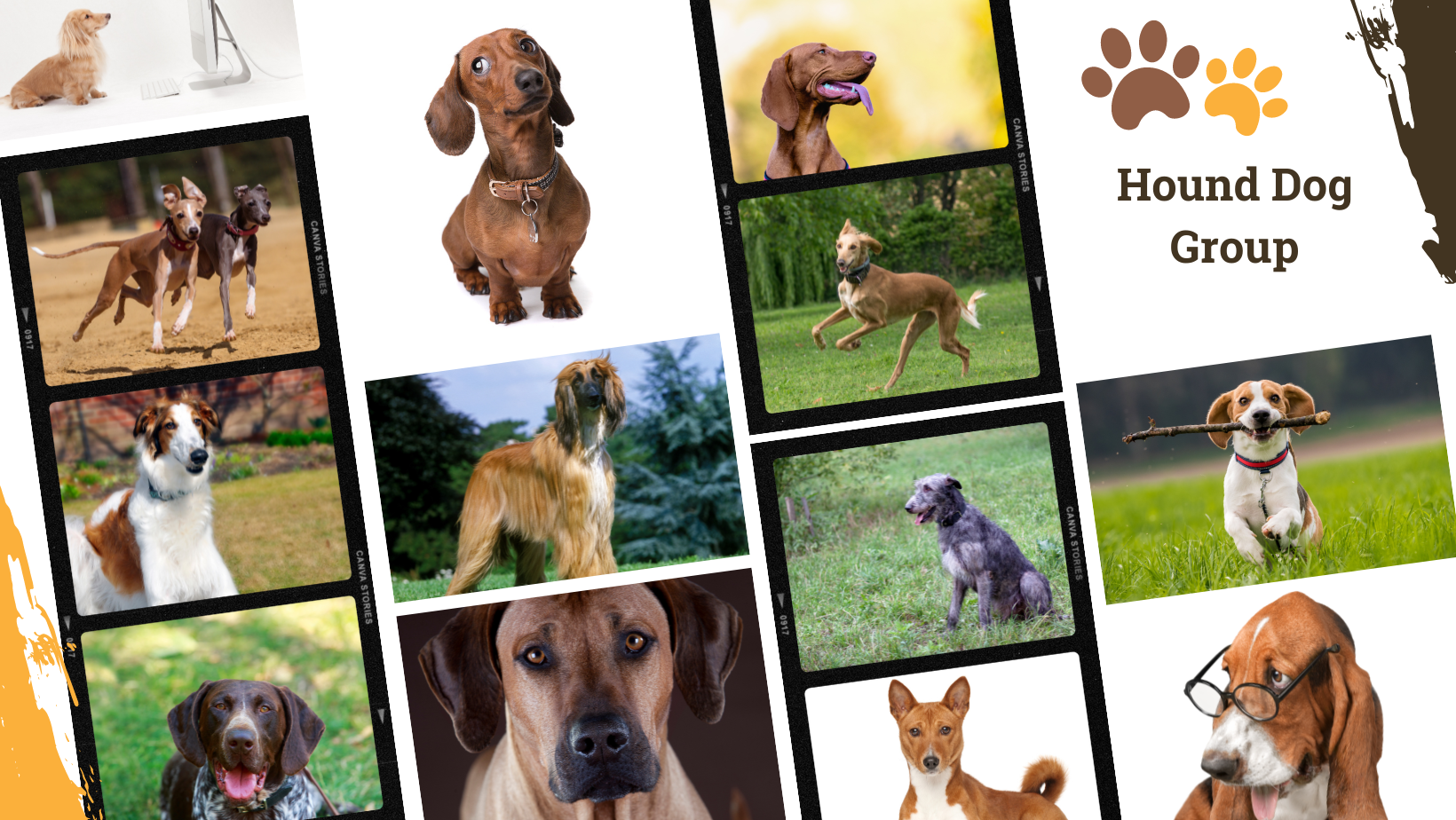 Dog Breed Archive Hound Dog Group