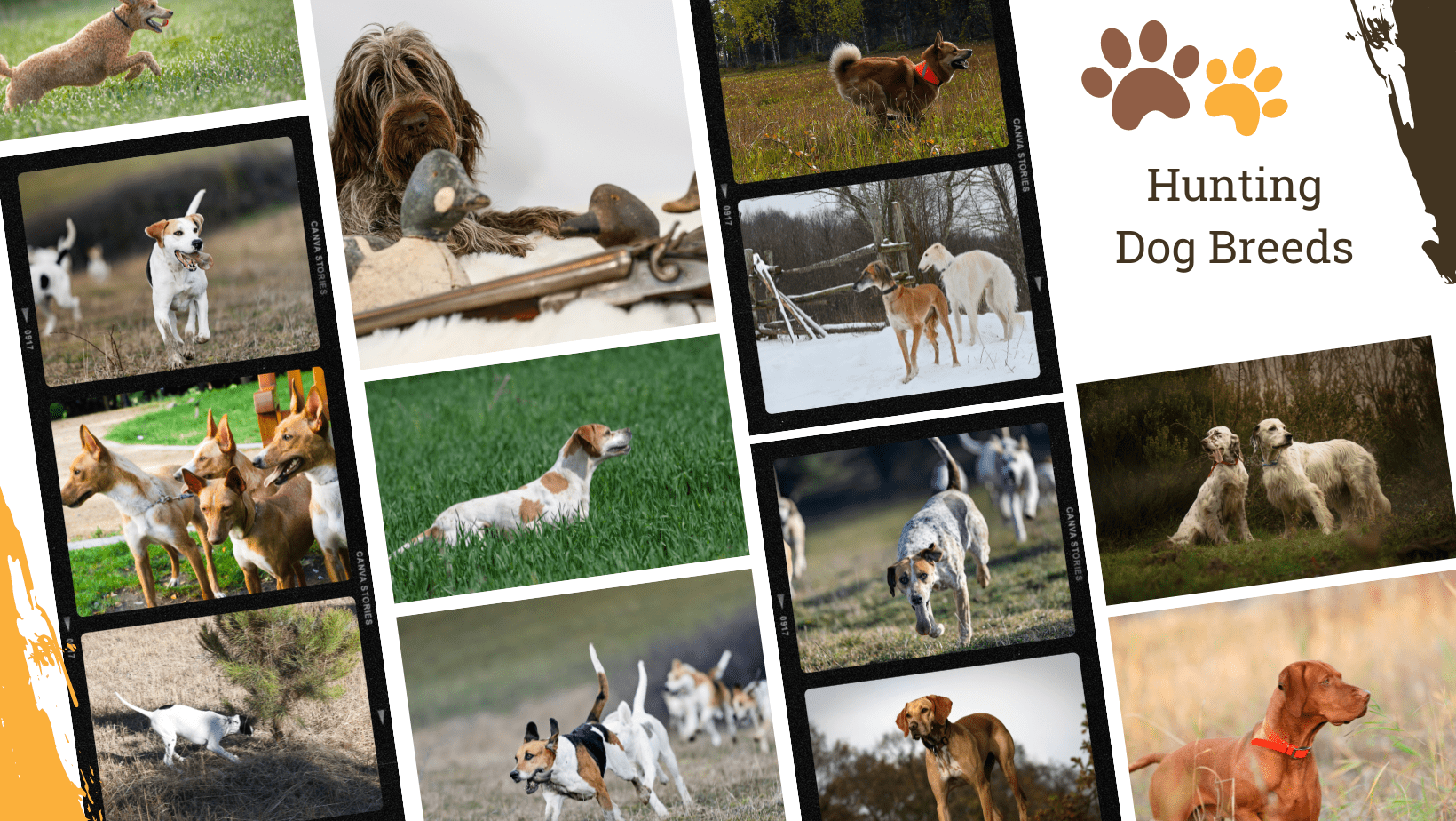 Dog Breed Archive Hunting Dog Breeds