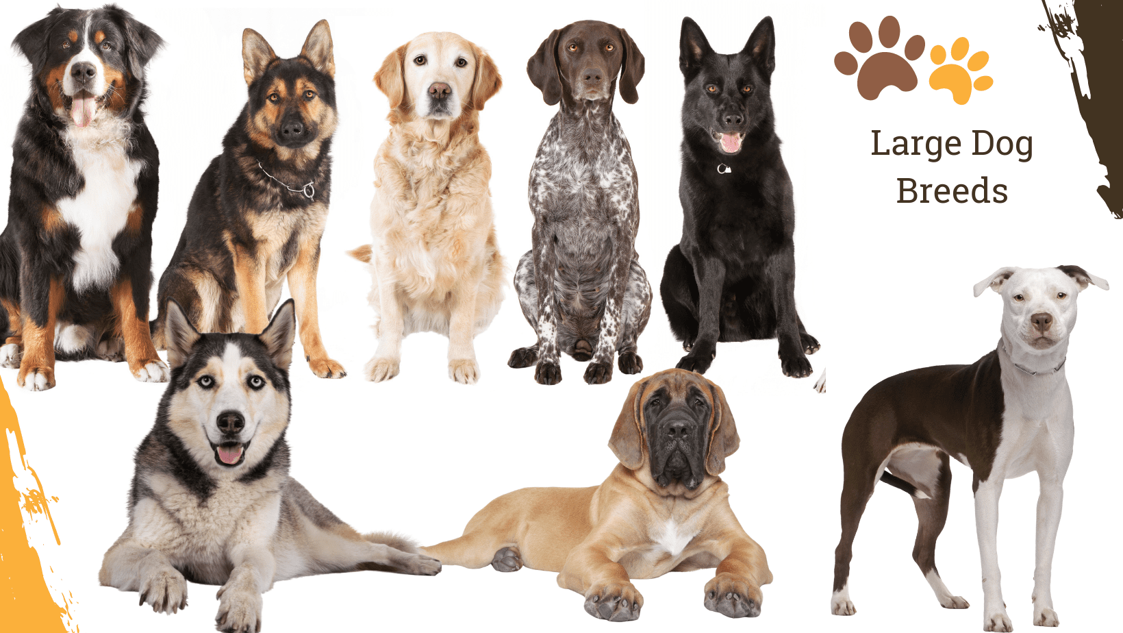 Dog Breed Archive Largest Dog Breeds