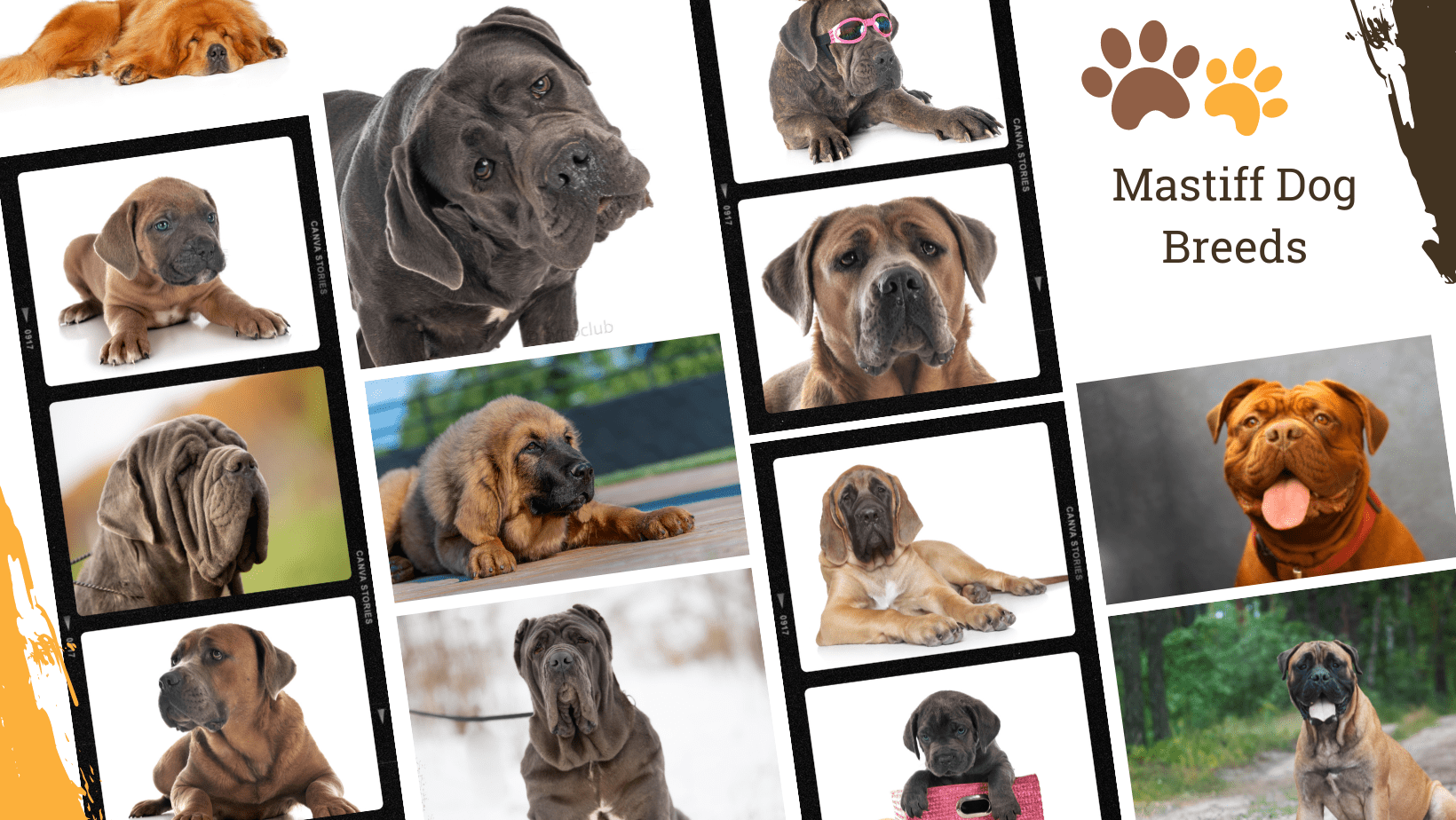 Dog Breed Archive Mastiff Dog Breeds