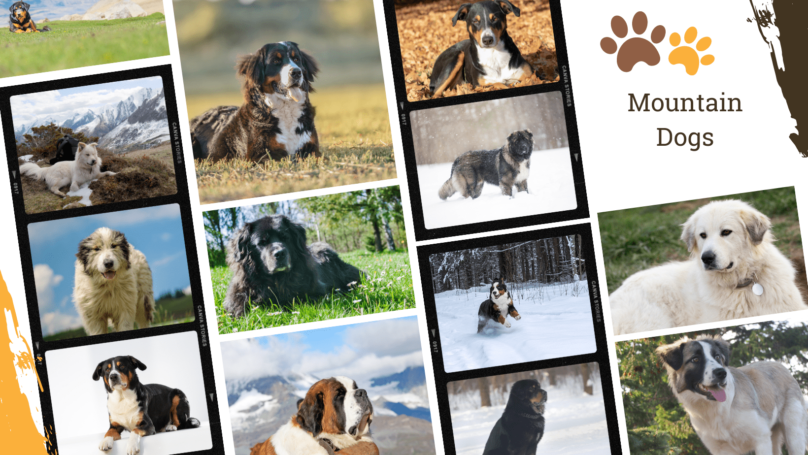 Dog Breed Archive Mountain Dog Breeds