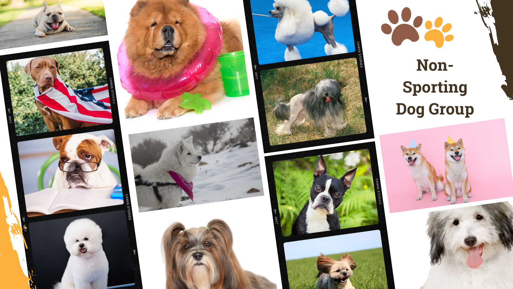 Dog Breed Archive Non-Sporting Group