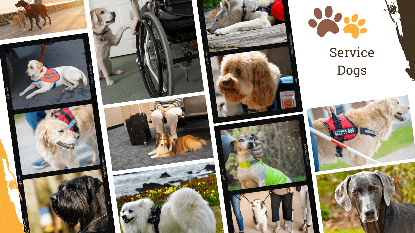 Dog Breed Archive Service Dogs