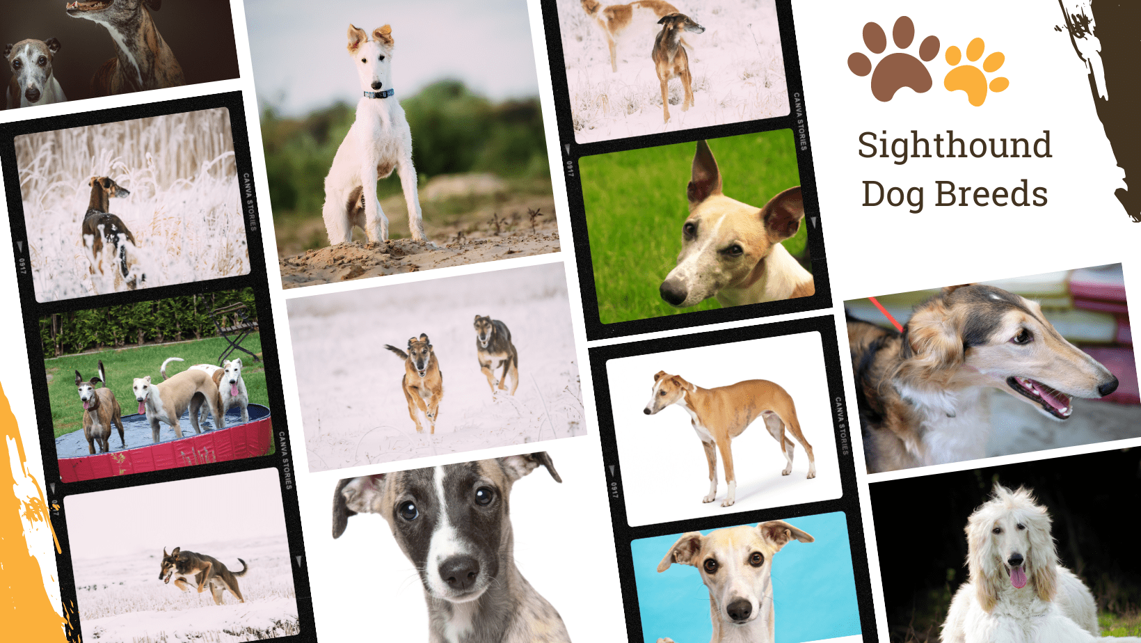 Dog Breed Archive Sighthound Dog Breeds