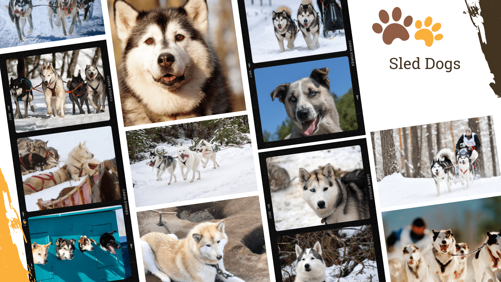 Dog Breed Archive Sled Dogs Dog Breeds