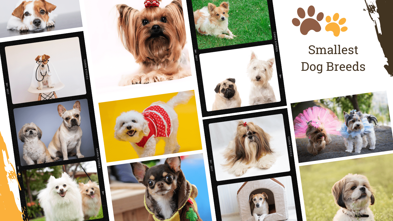 Dog Breed Archive Small Dog Breeds