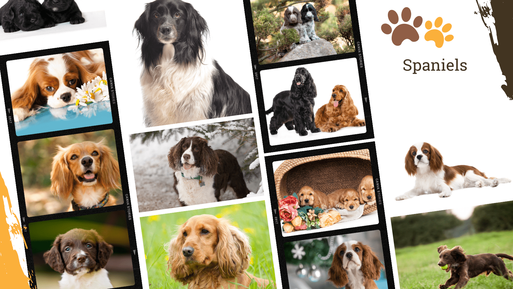 Dog Breed Archive Spaniels Dog Breeds