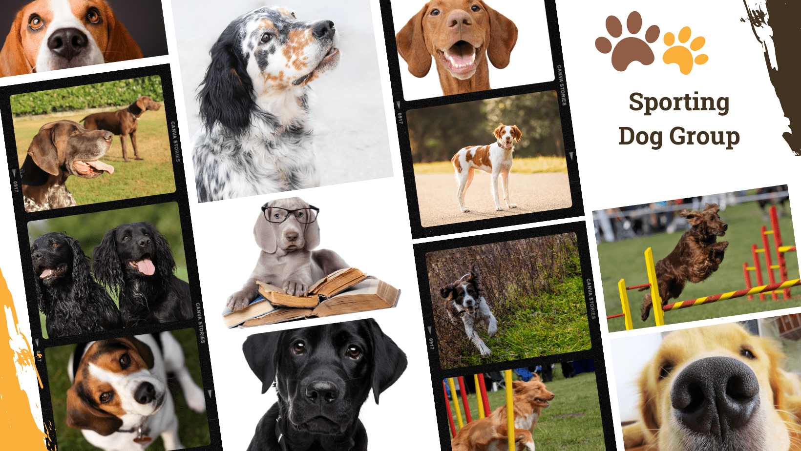 Dog Breed Archive Sporting Group