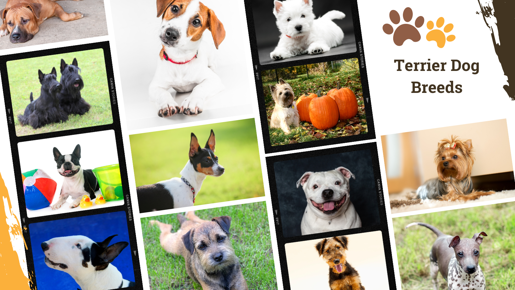 Dog Breed Archive Terrier Dog Breeds