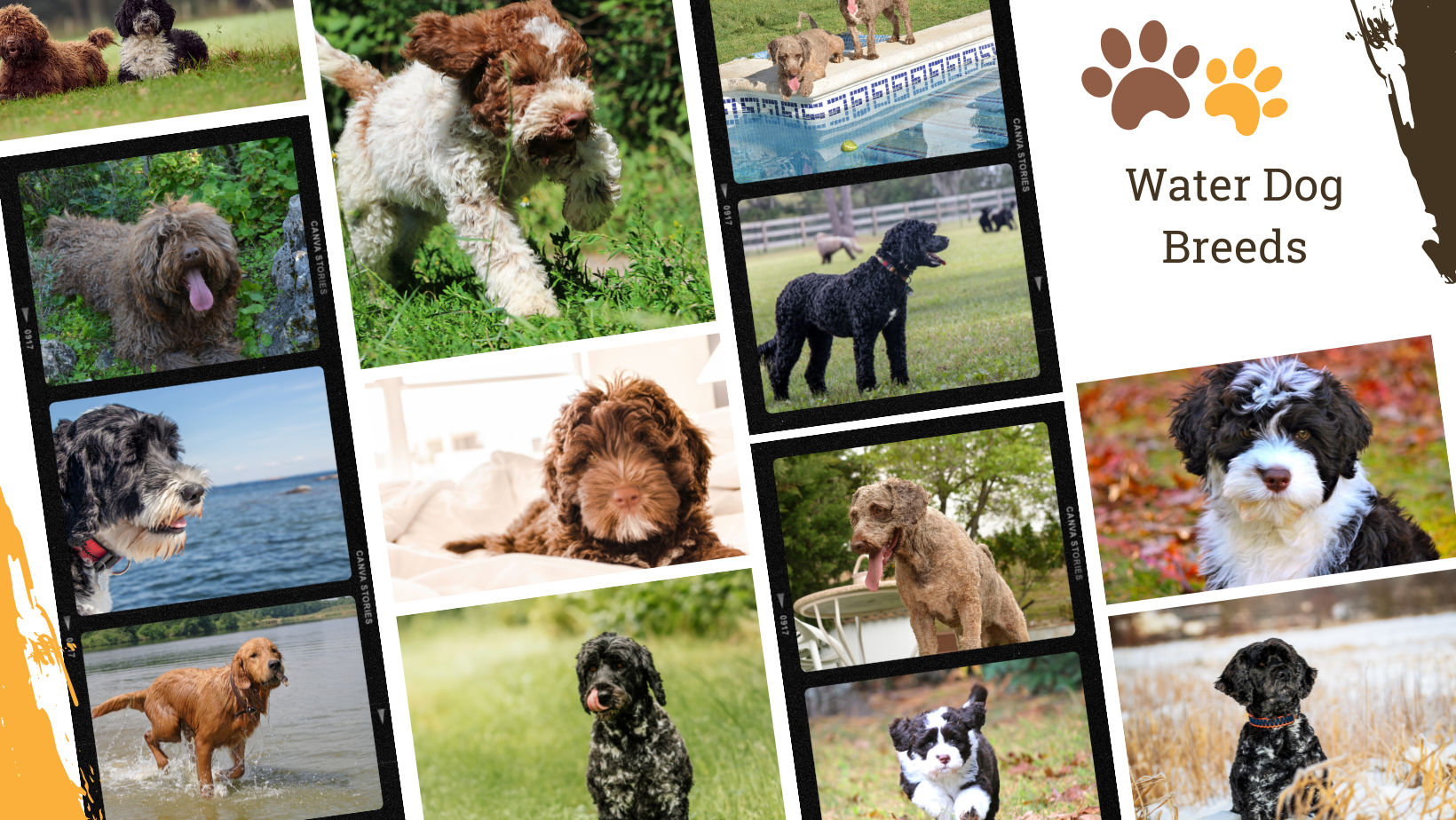 Dog Breed Archive Water Dog Breeds
