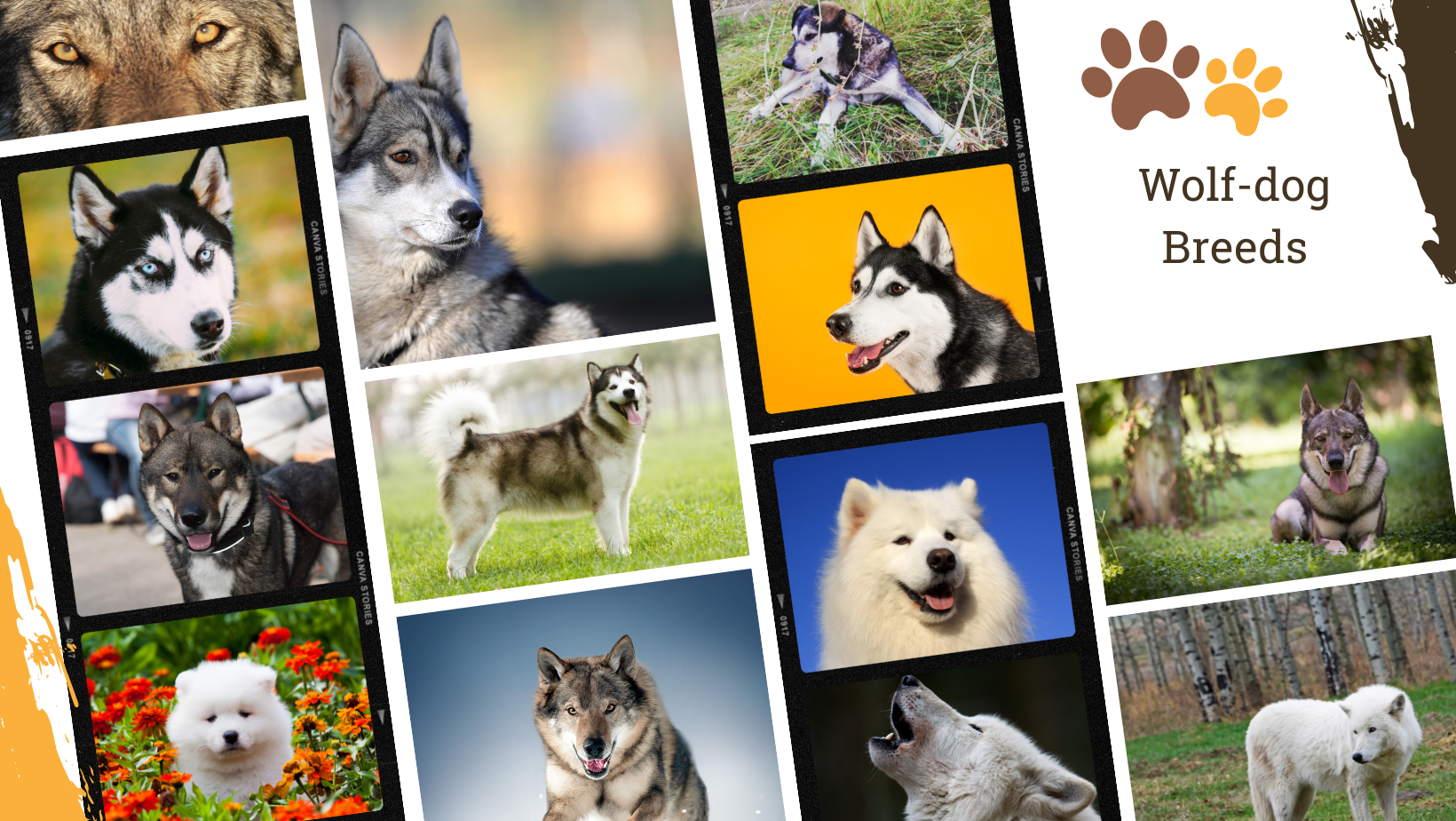 Dog Breed Archive Wolf-Dog Breeds
