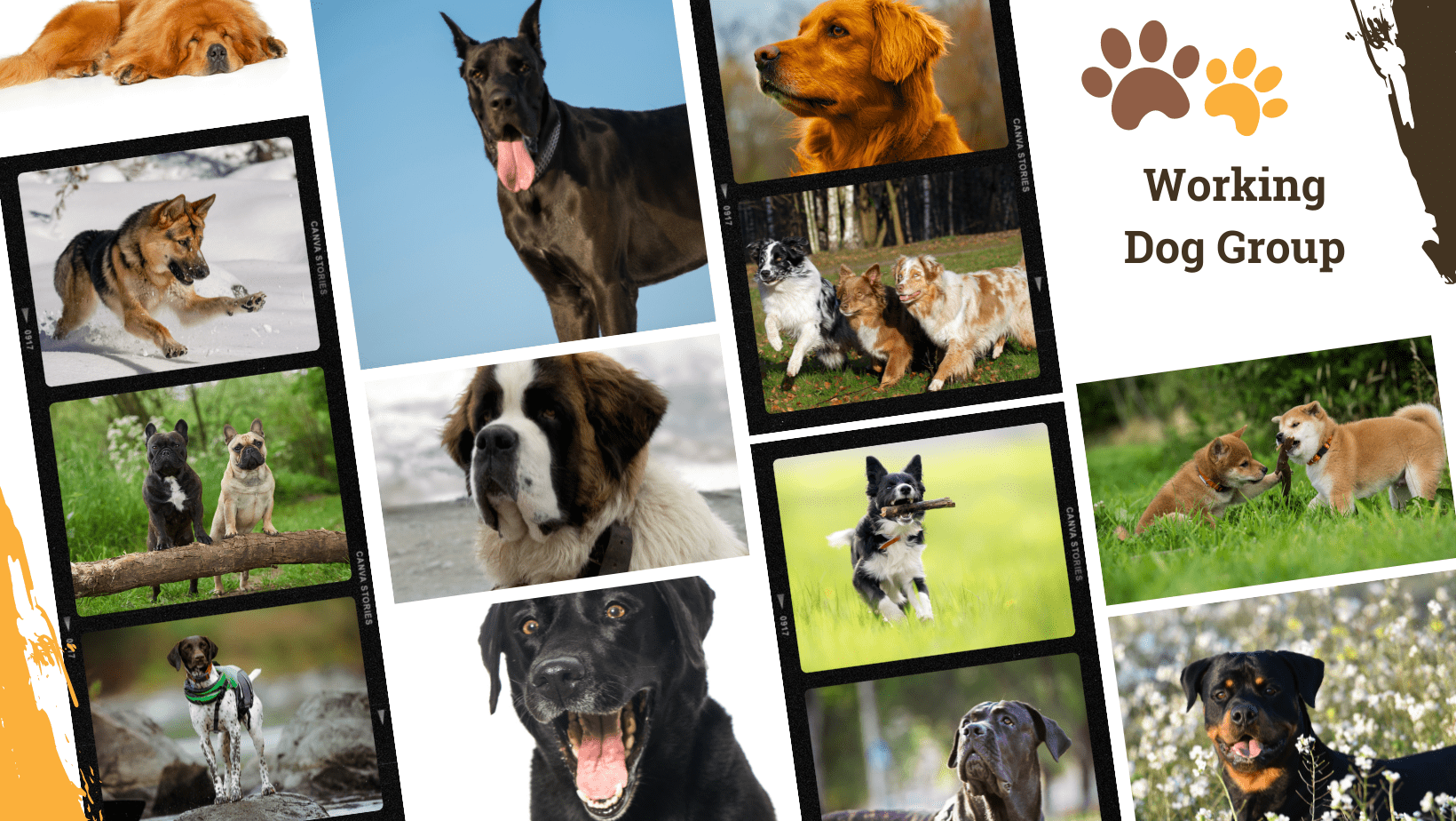 Dog Breed Archive Working Dog Group