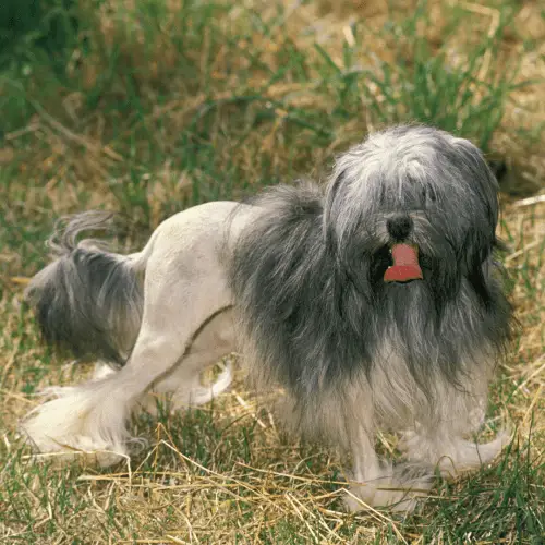 Lowchen - Little Lion Dog