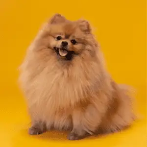 Pomeranian dog