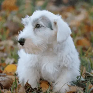 Sealyham Terrier puppy