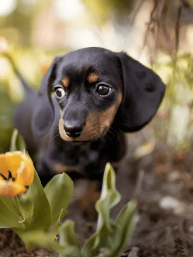 The Adorable Dachshunds