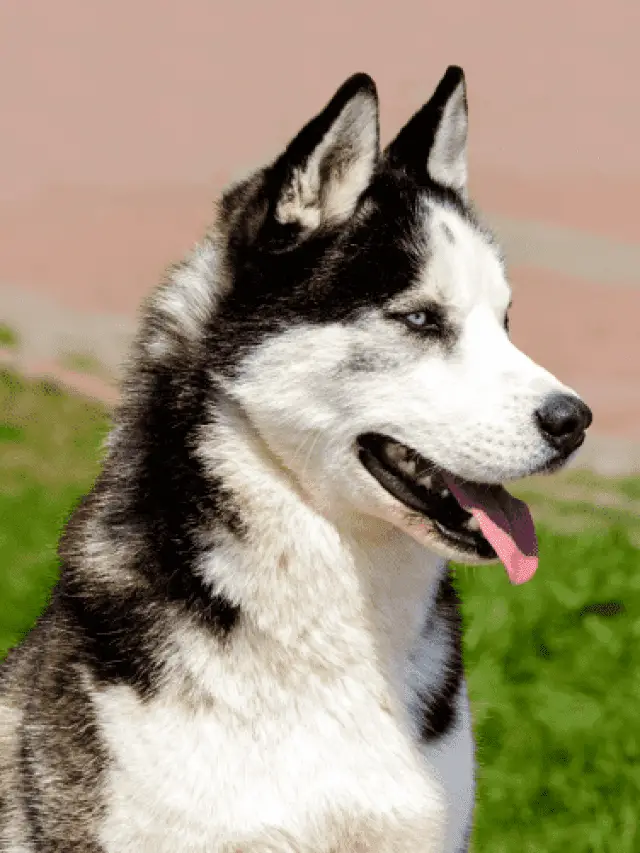 The Yakutian Laika Dog Breed